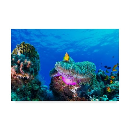 Roberto Marchegiani 'Sea Life Coral' Canvas Art,22x32